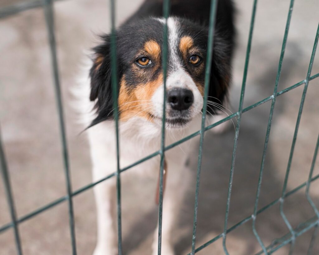 sad-rescue-dog-fence-adoption-shelter_23-2148683043